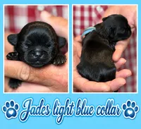 light blue collar, a male Shih Tzu for sale in Berkeley Springs, WV – 1 of 1