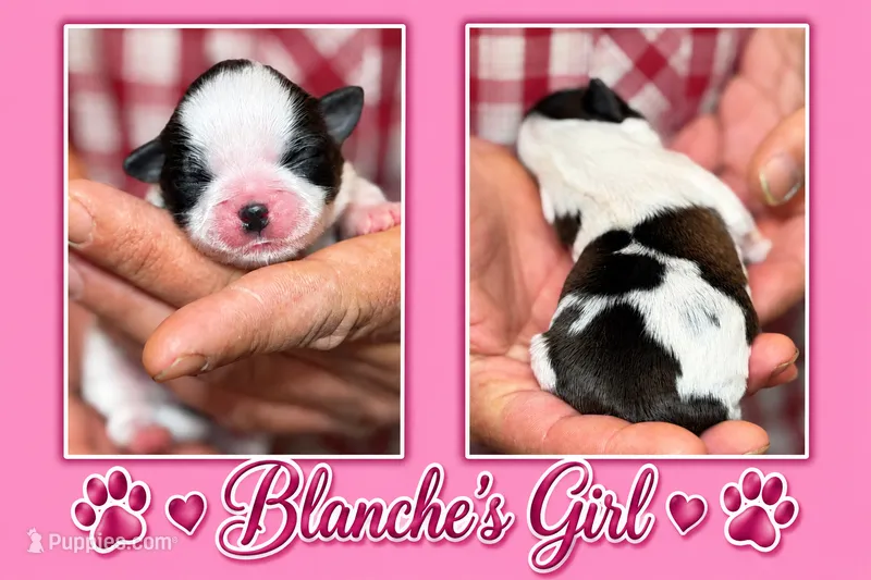 pink collar girl – Shih Tzu puppy for sale in Berkeley Springs, WV