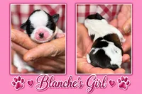 pink collar girl, a female Shih Tzu for sale in Berkeley Springs, WV – 1 of 1