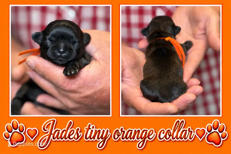 orange collar – Shih Tzu puppy for sale in Berkeley Springs, WV