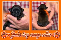 orange collar, a female Shih Tzu for sale in Berkeley Springs, WV – 1 of 1