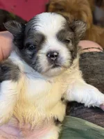 Merle Parti , a male Shih Tzu for sale in Berkeley Springs, WV – 1 of 4