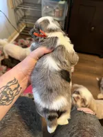 Merle Parti , a male Shih Tzu for sale in Berkeley Springs, WV – 4 of 4