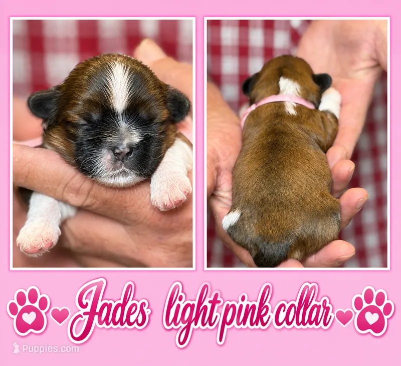 lt. pink collar – Shih Tzu puppy for sale in Berkeley Springs, WV