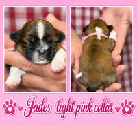 lt. pink collar, a female Shih Tzu for sale in Berkeley Springs, WV – 1 of 1