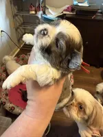 Merle Parti , a male Shih Tzu for sale in Berkeley Springs, WV – 2 of 4