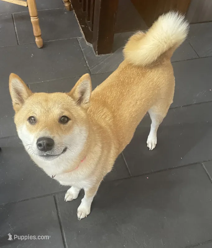 Harper – Shiba Inu puppy for sale in Kirkville, NY