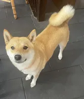 Harper, a female Shiba Inu for sale in Kirkville, NY – 1 of 1