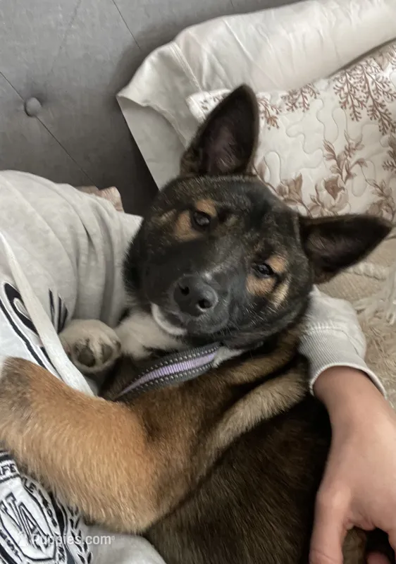 Rose & Mable – Shiba Inu, Norwegian Elkhound puppy for sale in Kirkville, NY