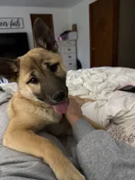 Rose & Mable, a female Shiba Inu and Norwegian Elkhound for sale in Kirkville, NY – 2 of 2