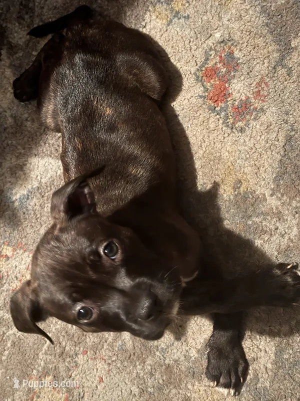 Puppy  – American Bully, American Pit Bull Terrier puppy for sale in Washington Navy Yard, DC