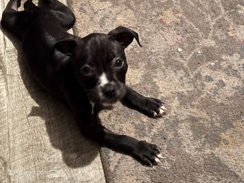 Midnight  – American Bully, American Pit Bull Terrier puppy for sale in Washington Navy Yard, DC