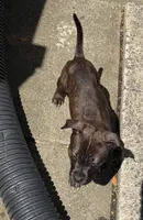 Sparky, a female American Bully and American Pit Bull Terrier for sale in Washington Navy Yard, DC – 4 of 6