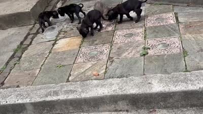 Sparky, a female American Bully and American Pit Bull Terrier for sale in Washington Navy Yard, DC – 5 of 6