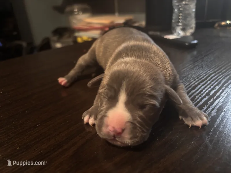 Clint, a male American Bully and American Pit Bull Terrier for sale in Washington Navy Yard, DC – 1 of 2