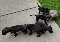 PJay, a female American Bully and American Pit Bull Terrier for sale in Washington Navy Yard, DC – 2 of 3