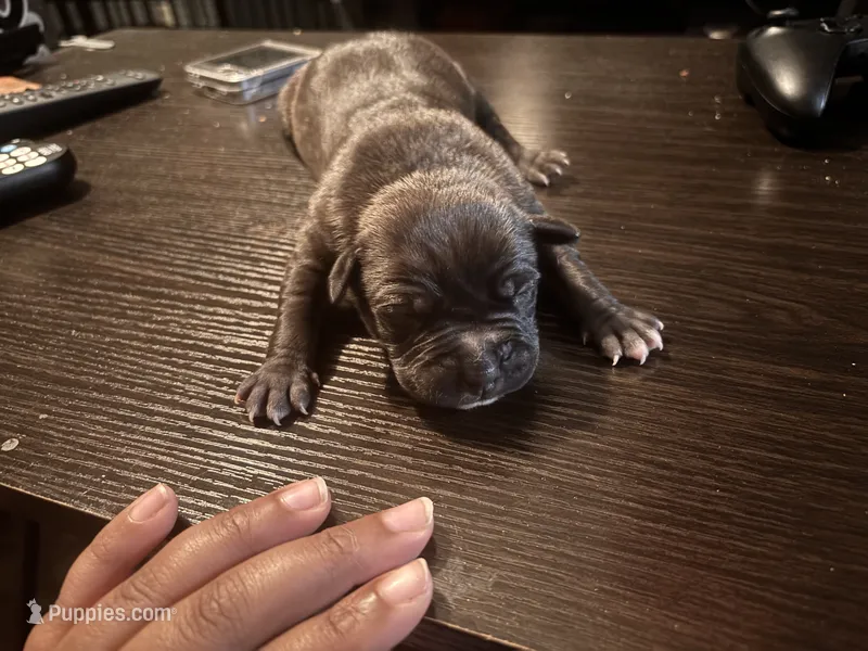 Thor – American Bully, American Pit Bull Terrier puppy for sale in Washington Navy Yard, DC