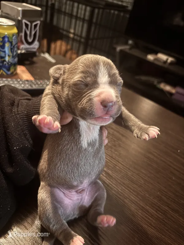Steve – American Bully, American Pit Bull Terrier puppy for sale in Washington Navy Yard, DC
