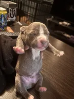 Steve, a male American Bully and American Pit Bull Terrier for sale in Washington Navy Yard, DC – 1 of 2