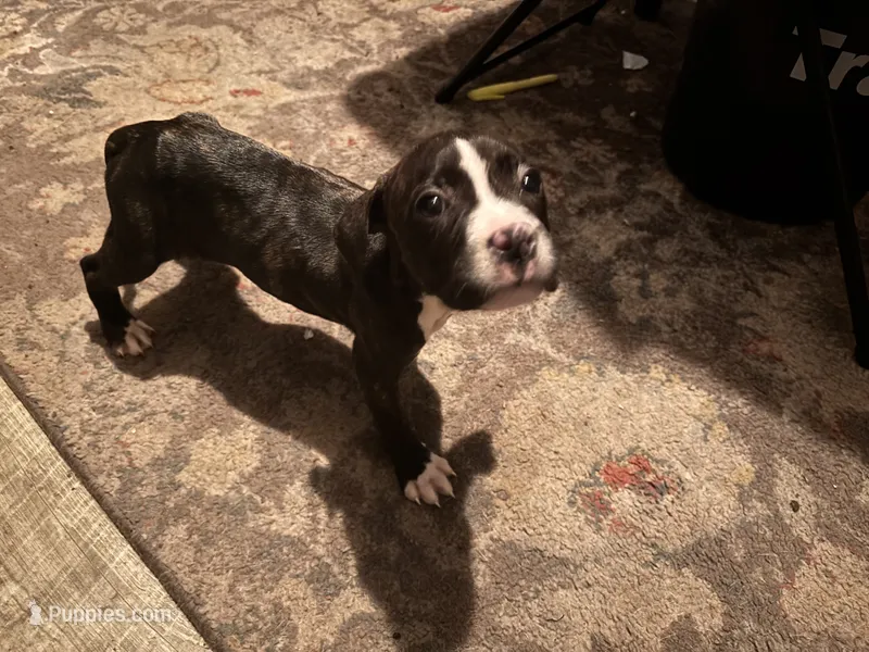 Grace – American Bully, American Pit Bull Terrier puppy for sale in Washington Navy Yard, DC