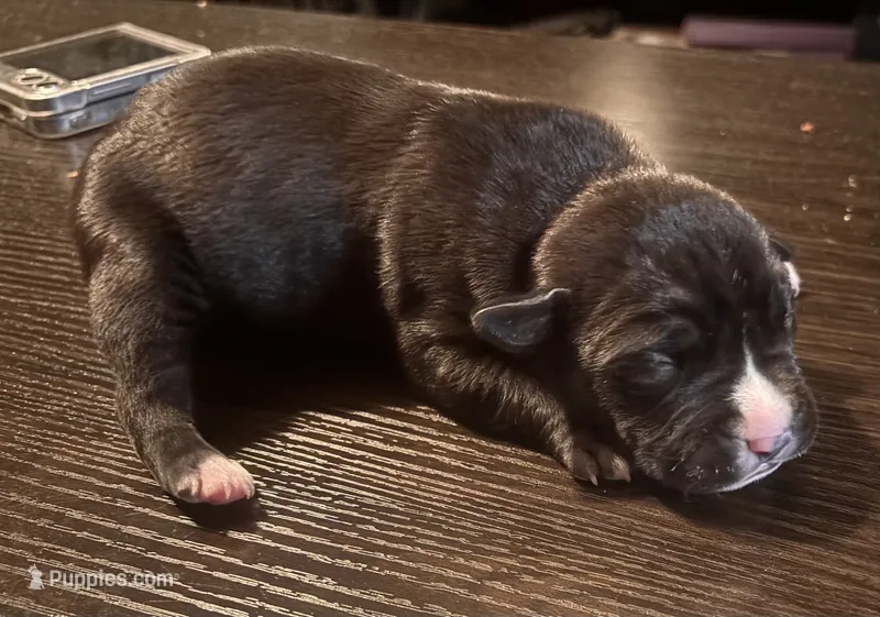 Four – American Bully, American Pit Bull Terrier puppy for sale in Washington Navy Yard, DC