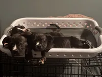 Puppy , a female American Bully and American Pit Bull Terrier for sale in Washington Navy Yard, DC – 3 of 3