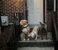 Pennie , a female American Bully for sale in Washington Navy Yard, DC – 4 of 4