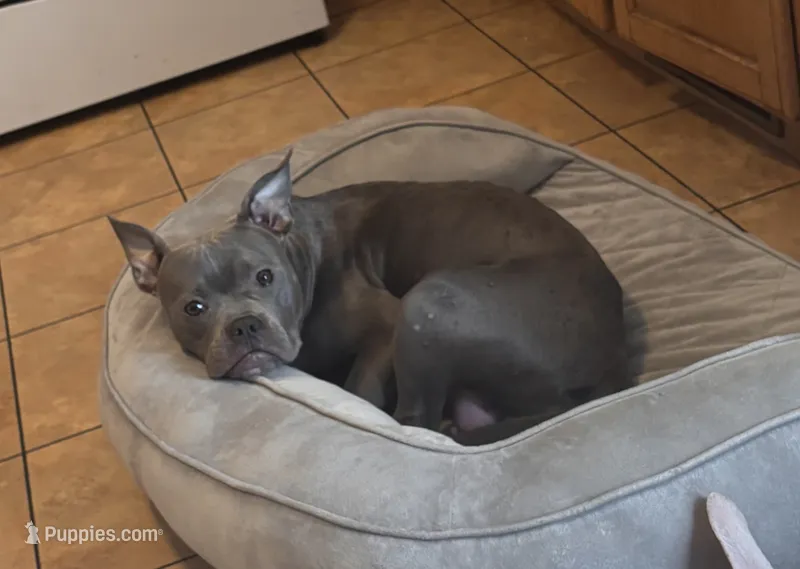 Pennie  – American Bully puppy for sale in Washington Navy Yard, DC
