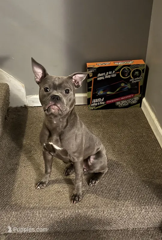 Pennie  – American Bully puppy for sale in Washington Navy Yard, DC