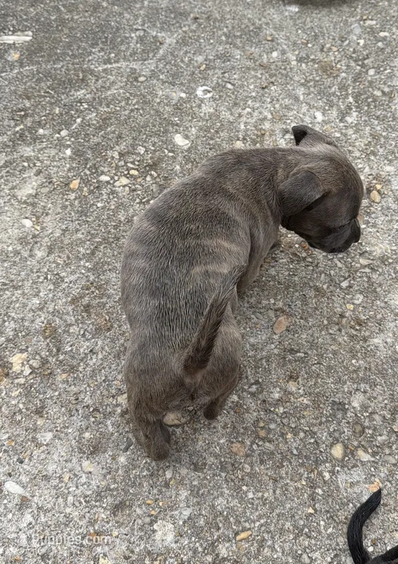 PJay – American Bully, American Pit Bull Terrier puppy for sale in Washington Navy Yard, DC