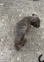 PJay, a female American Bully and American Pit Bull Terrier for sale in Washington Navy Yard, DC – 1 of 3