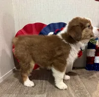 Honey , a female Australian Shepherd and Miniature Australian Shepherd for sale in Florida Ridge, FL – 4 of 4