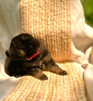 Red Velvet , a female German Shepherd Dog for sale in Paw Paw, MI – 2 of 3