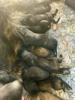 AKC black sable litter, a female German Shepherd Dog for sale in Paw Paw, MI – 5 of 8