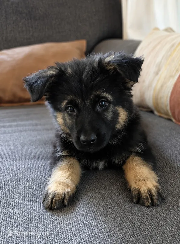 Red Velvet  – German Shepherd Dog puppy for sale in Paw Paw, MI