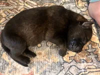AKC black sable litter, a female German Shepherd Dog for sale in Paw Paw, MI – 4 of 8