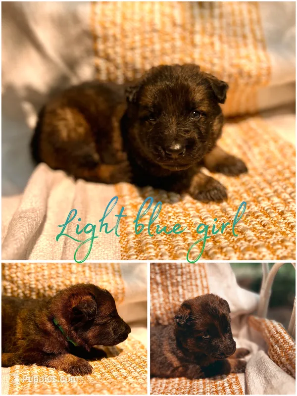 Bluebelle long coat  – German Shepherd Dog puppy for sale in Paw Paw, MI