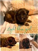 Bluebelle long coat , a female German Shepherd Dog for sale in Paw Paw, MI – 1 of 5