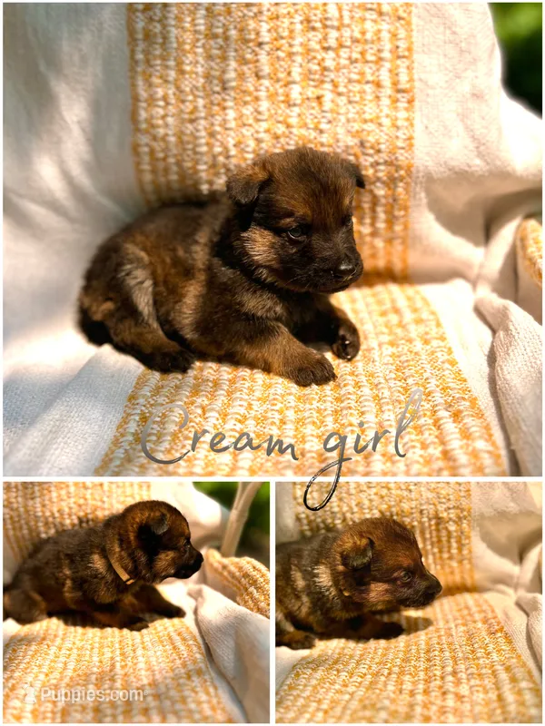 Buttercream  – German Shepherd Dog puppy for sale in Paw Paw, MI