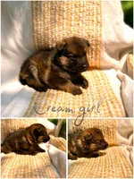Buttercream , a female German Shepherd Dog for sale in Paw Paw, MI – 1 of 4