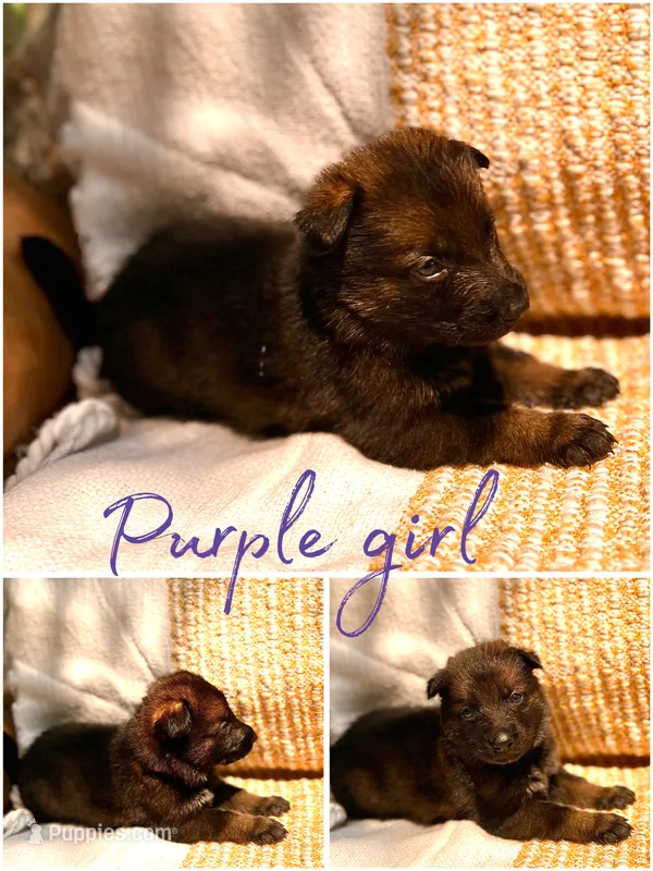 Purple Rain  – German Shepherd Dog puppy for sale in Paw Paw, MI