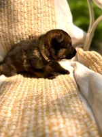Buttercream , a female German Shepherd Dog for sale in Paw Paw, MI – 3 of 4