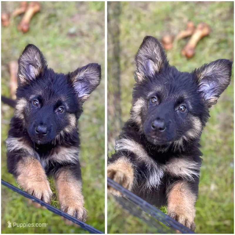 Red Velvet long coated AKC female – German Shepherd Dog puppy for sale in Paw Paw, MI