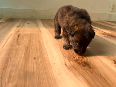Bluebelle long coat , a female German Shepherd Dog for sale in Paw Paw, MI – 3 of 5