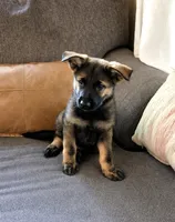 Purple Rain, a female German Shepherd Dog for sale in Paw Paw, MI – 2 of 2