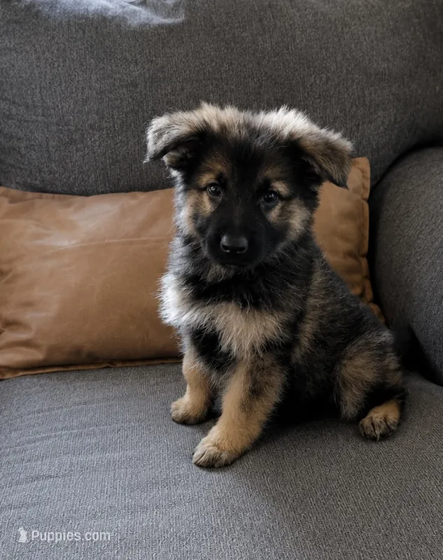 Bluebelle long coat  – German Shepherd Dog puppy for sale in Paw Paw, MI