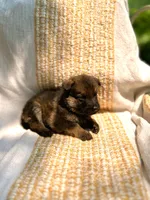 Buttercream , a female German Shepherd Dog for sale in Paw Paw, MI – 2 of 4