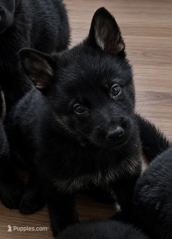 Midnight Blue  – German Shepherd Dog puppy for sale in Paw Paw, MI