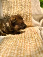 Buttercream , a female German Shepherd Dog for sale in Paw Paw, MI – 4 of 4