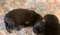 AKC black sable litter, a female German Shepherd Dog for sale in Paw Paw, MI – 2 of 8